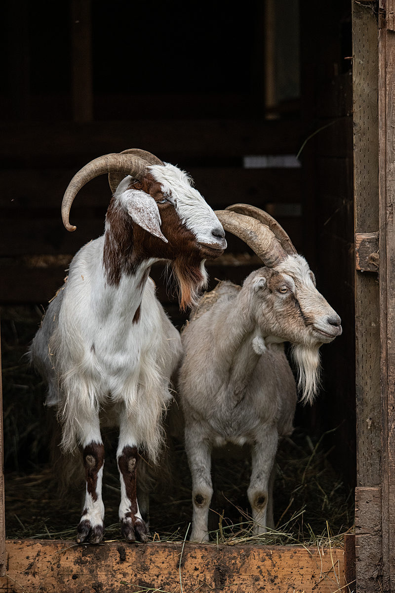 Goats look out onto a pasture from a barn at Wildwood Farm Sanctuary & Preserve. USA, 2021. Jo-Anne McArthur / We Animals Media