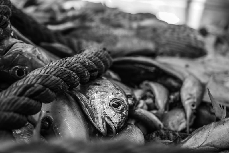 FishingTrawler_FrenchMediterraneanSea_SMagnolia_20180601-3434