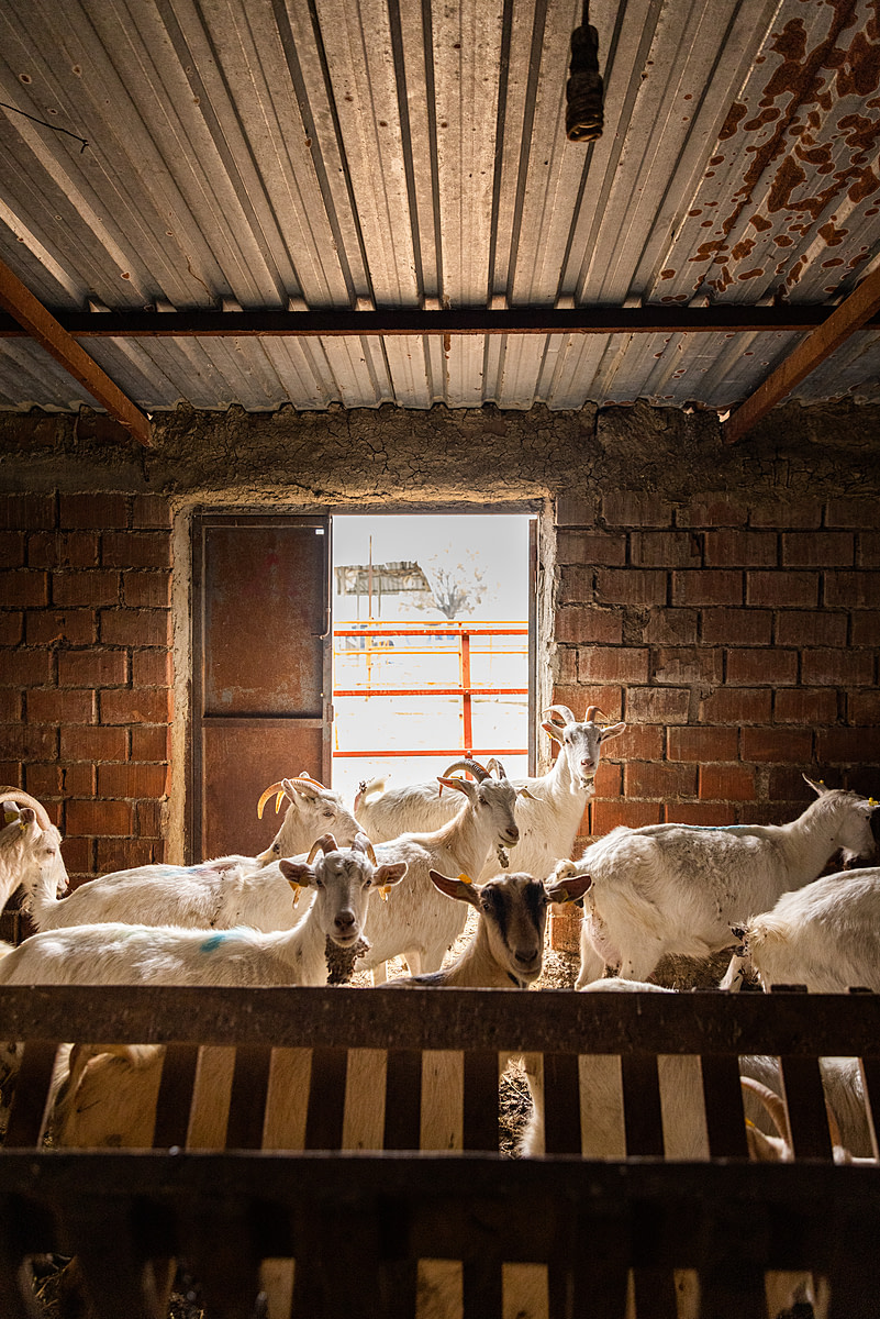 Adult goats intently stare at the photojournalist's camera inside barn containing approximately 200 animals on a goat dairy and meat farm. This farm separates the baby goats from their mothers, allowing them to suckle only after the mothers have been fed. Turkiye, 2023. Deniz Tapkan Cengiz / We Animals Media