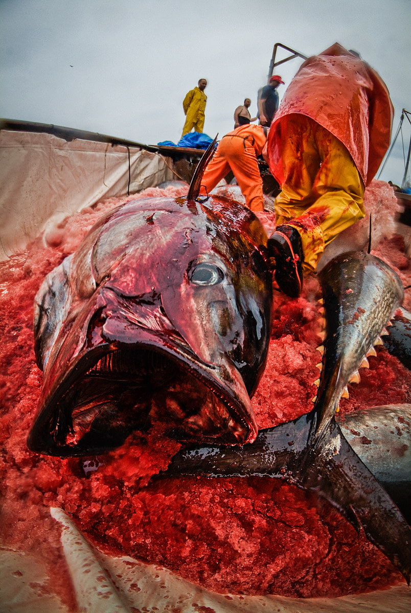 Bluefin tuna are caught in the Mediterranean Sea for the sushi market. Once hooked on board, they are stabbed and left to suffocate and bleed out. Italy, 2012. Jonás Amadeo Lucas / HIDDEN / We Animals Media