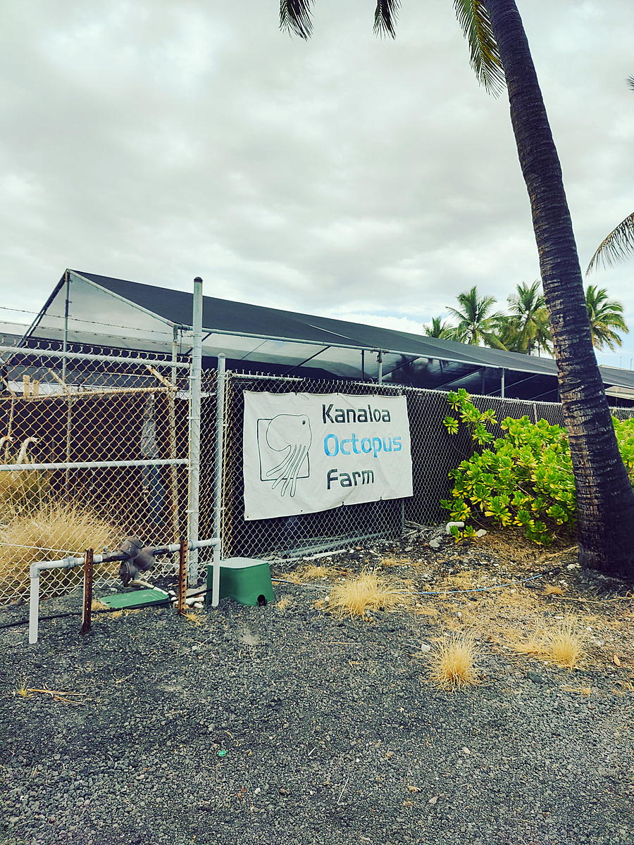 Kanaloa Octopus Farm is the only octopus farm in the United States. The facility conducts breeding experiments on the Hawaiian day octopus for the aquaculture industry. Kailua-Kona, Hawaii, USA, 2022. Laura Lee Cascada / The Every Animal Project / We Animals Media
