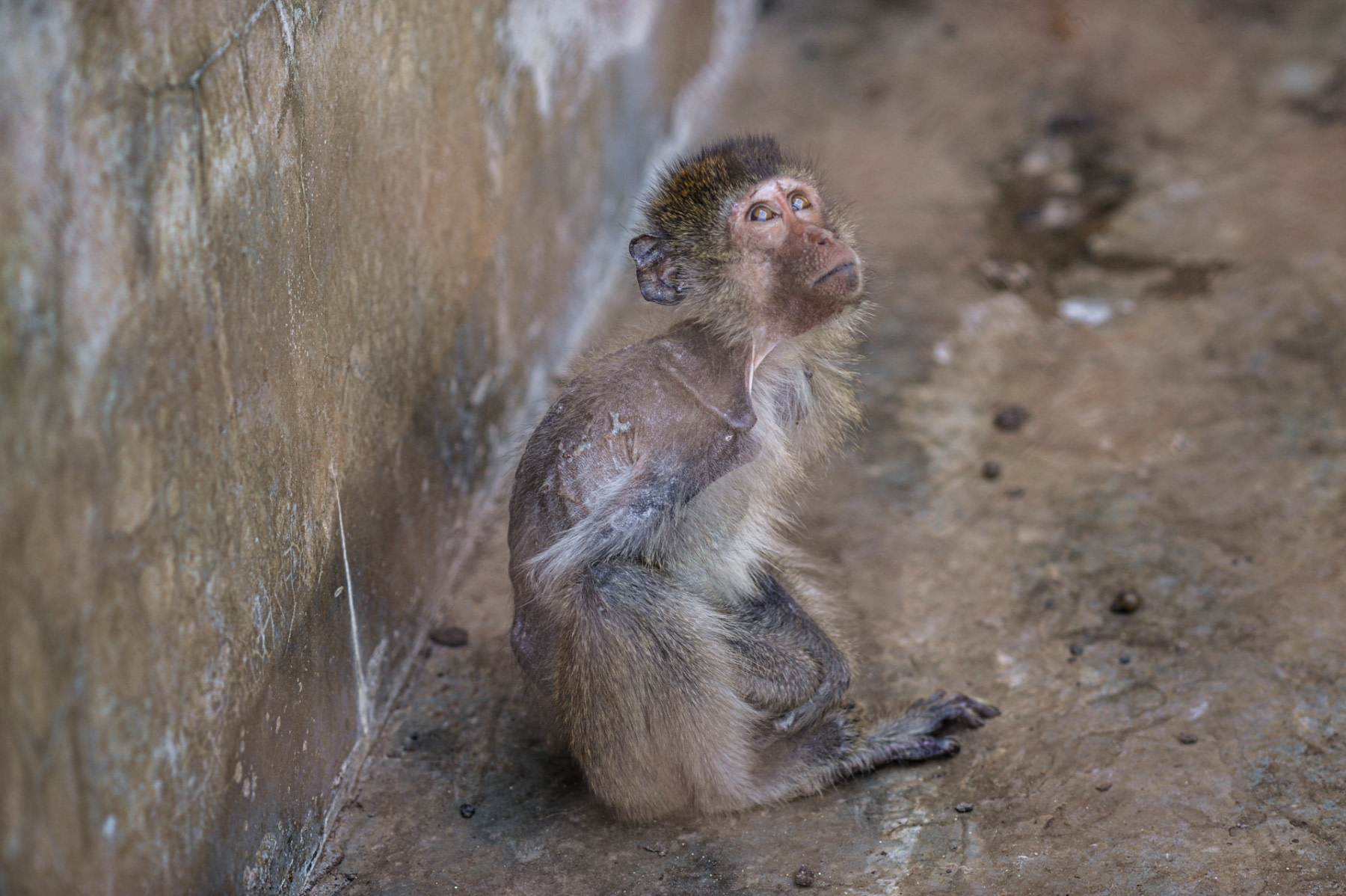 monkey breeding Archives - We Animals Media