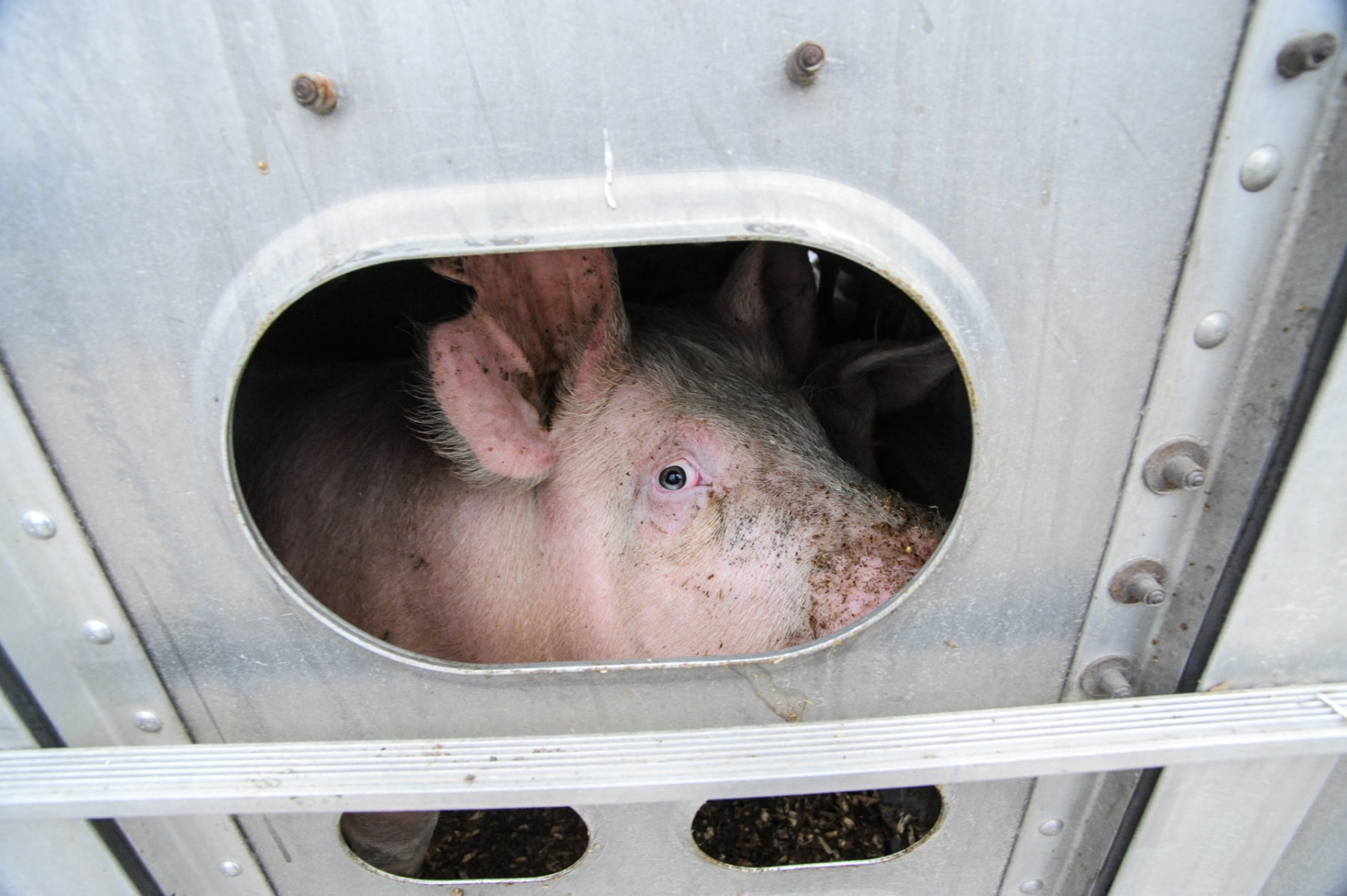 Toronto Pig Save Archives - We Animals Media