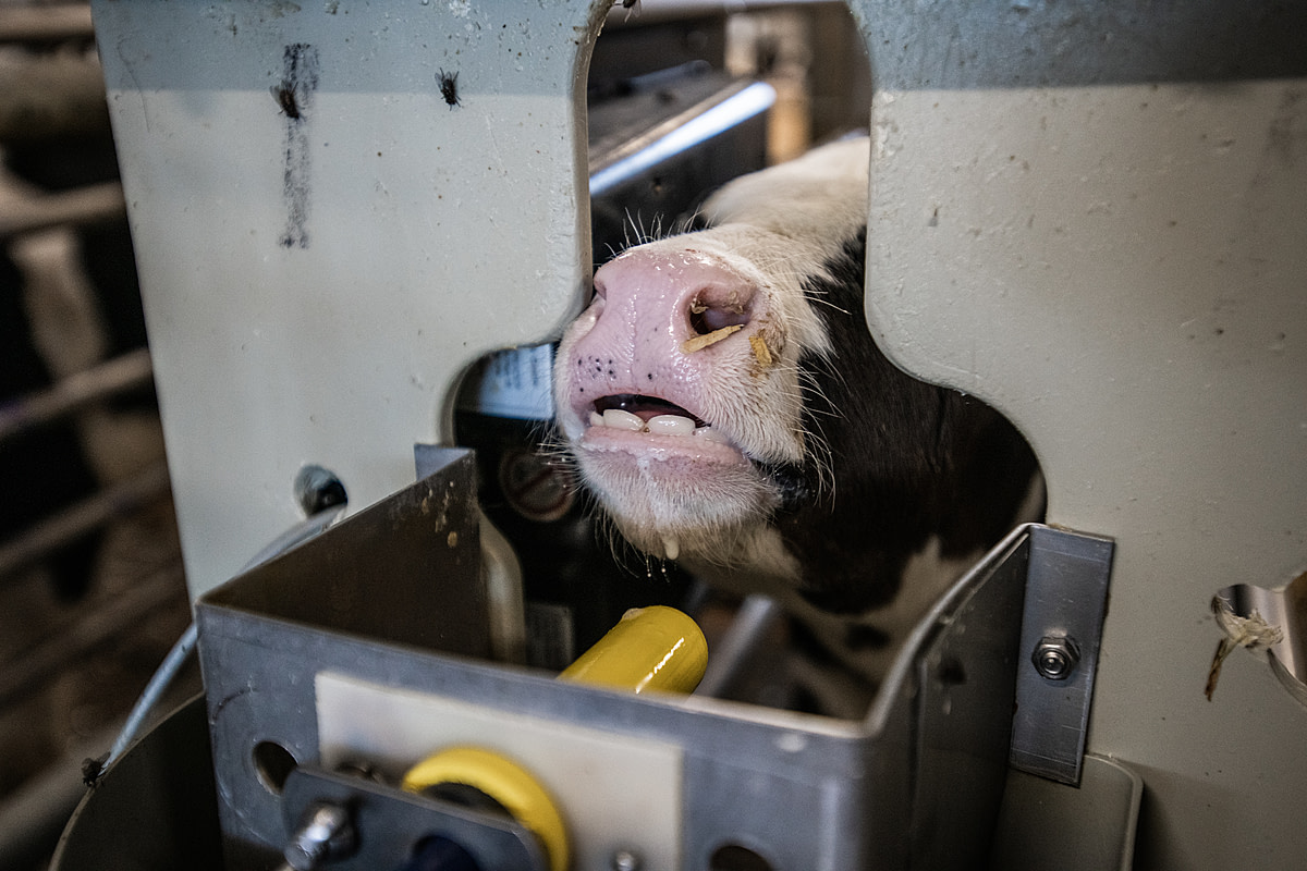 The Fate of Canadian Dairy Cows Revealed on World Milk Day