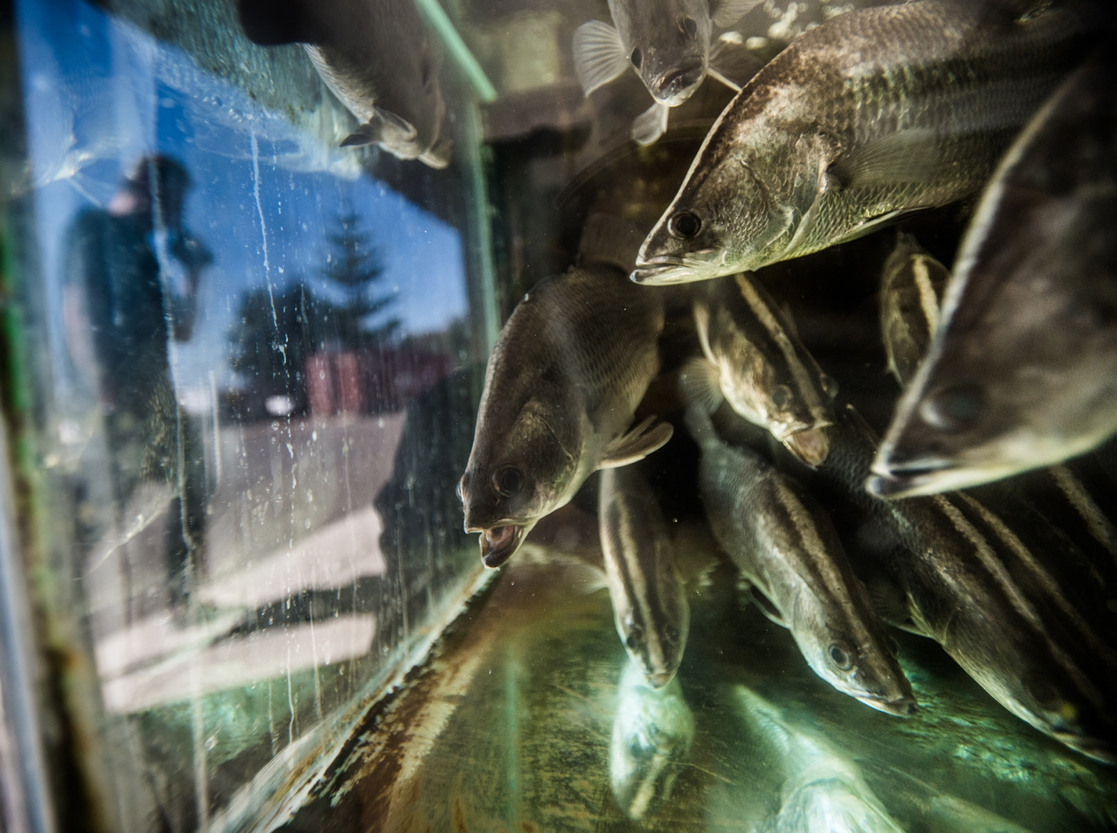 Live hotsell fish aus
