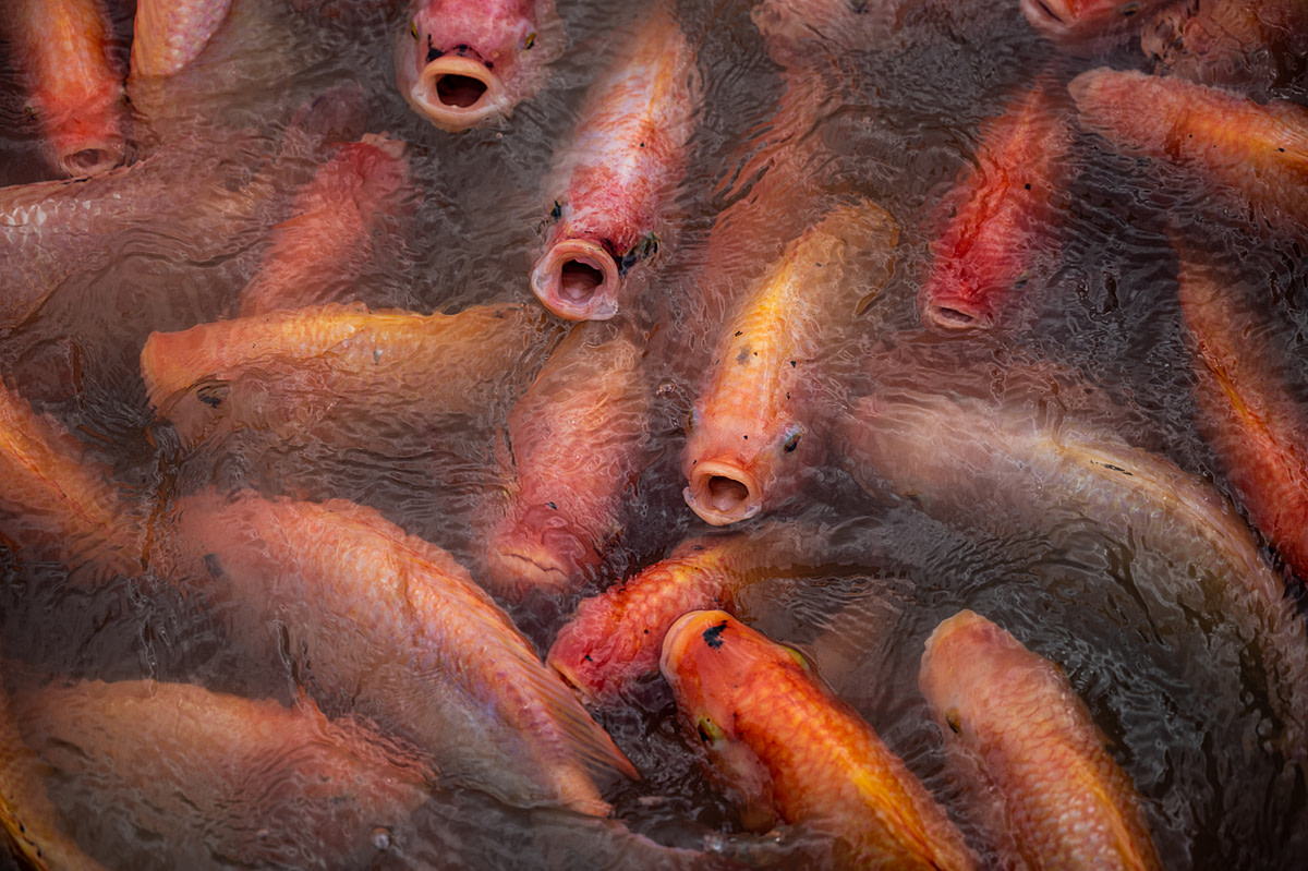 The Fish Industry: Cruelty on a Massive Scale